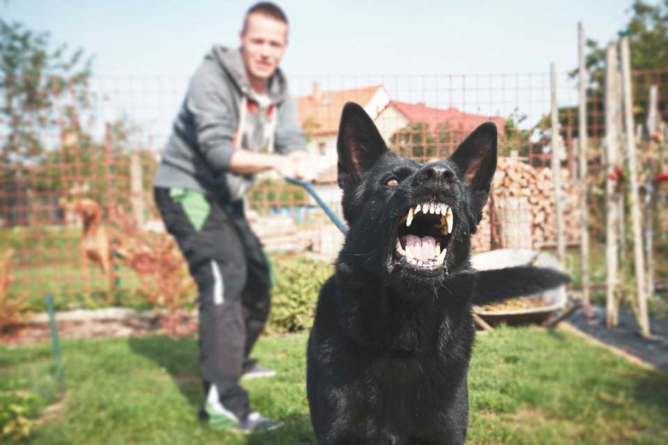 Une image contenant herbe, extérieur, ciel, chien